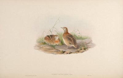 Turnix dussumieri - John Gould